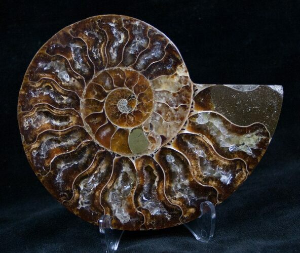 Cut and Polished Ammonite (Half) #7340